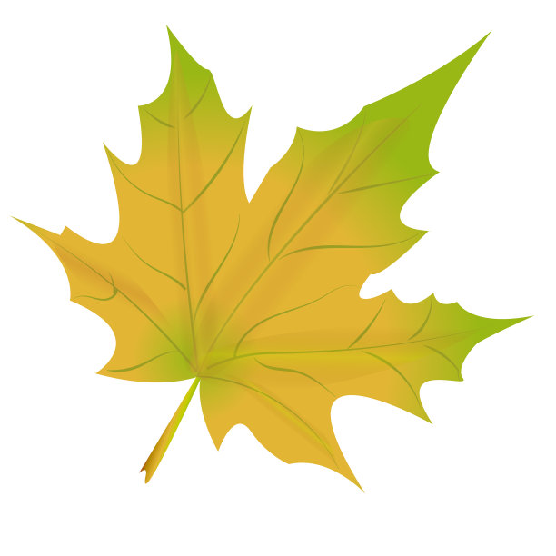 秋天的黄叶在透明的背景上图片下载