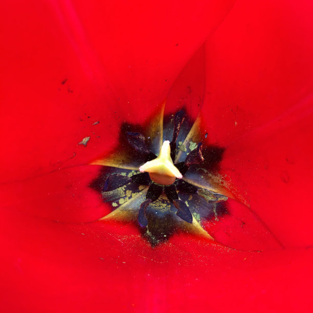 郁金香内部图片下载