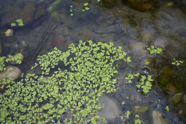 浮萍minor图片下载