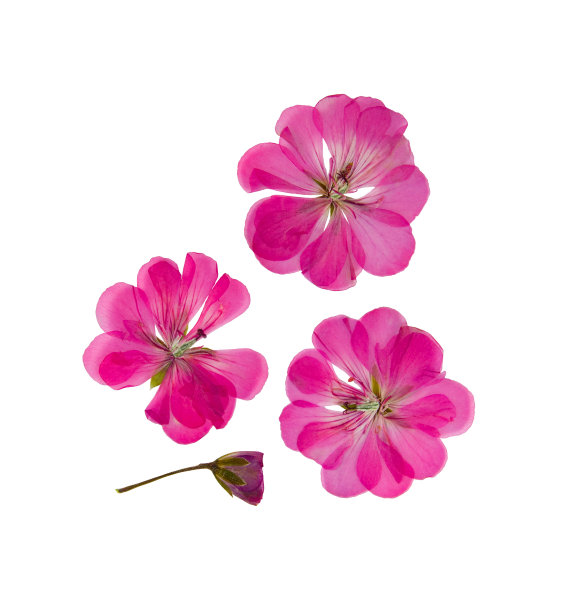 压榨干燥的天竺葵娇嫩的丁香花素材图片