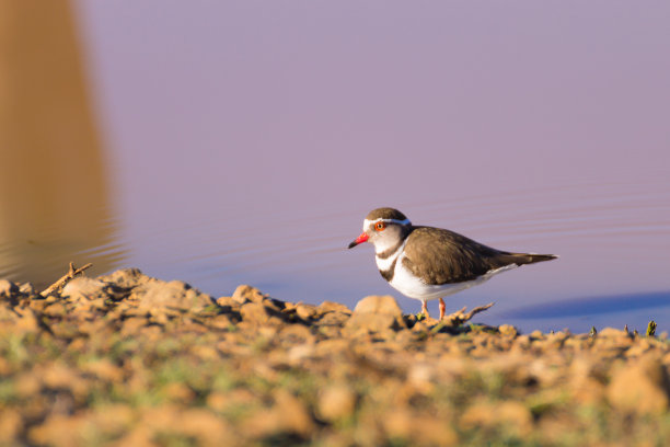 非洲克鲁格国家公园的鸟类特写图片下载