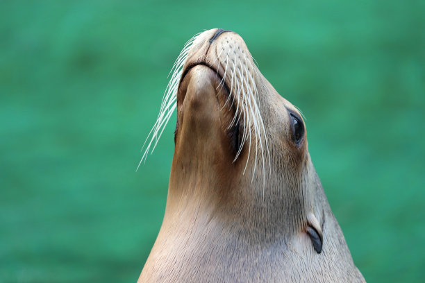 加州海狮图片下载