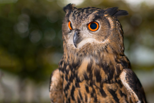 橙色和黑色眼睛的猫头鹰肖像素材图片