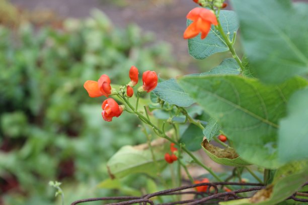 红豆的花图片下载