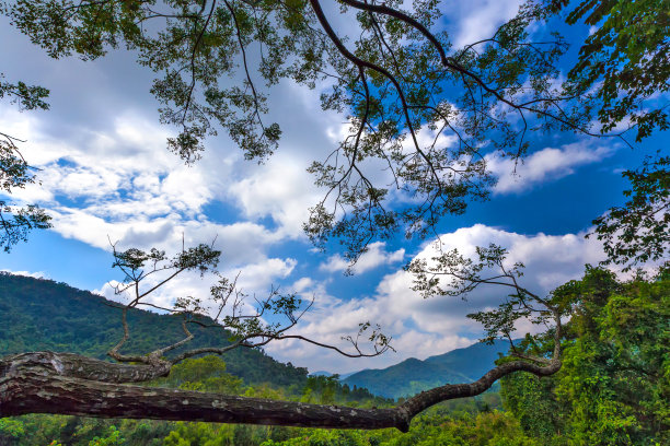 Yanoda雨林。海南,中国。图片下载
