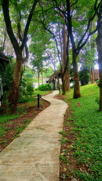花园里的走道上有一棵大树。图片下载