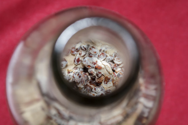 玻璃瓶中的蘑菇素材图片