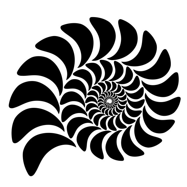 一个古马柳斯卡贝壳的图形向量图像。抽象的背景、模式。在白色背景上孤立的物体图片下载