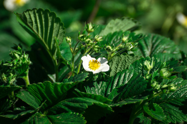 草莓花图片下载