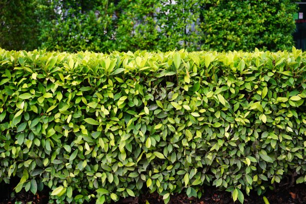 绿绿园图片下载