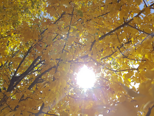 秋天公园黄叶满天图片下载