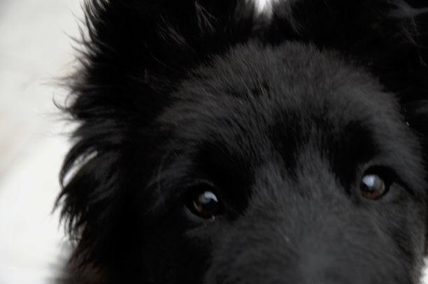 黑狗特写图片下载