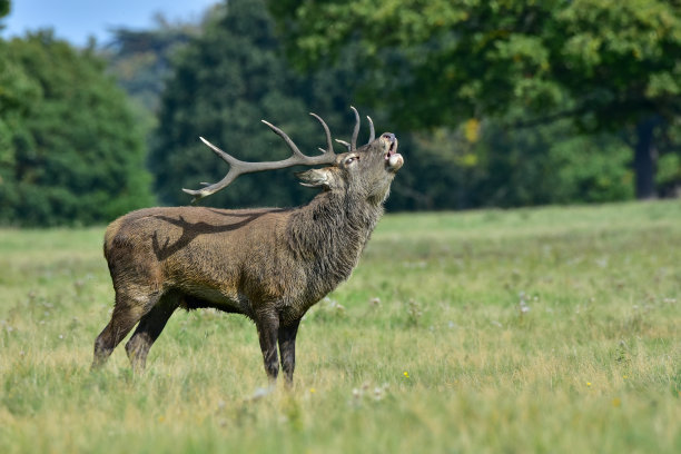 马鹿，Cervus elaphus图片下载