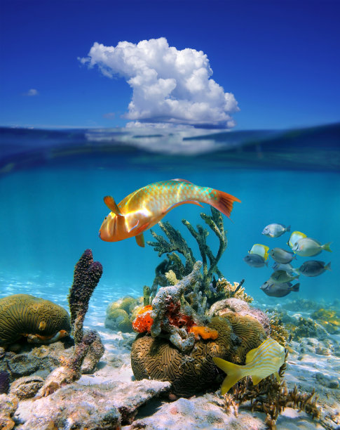 热带海洋水下生物与天空云彩素材图片
