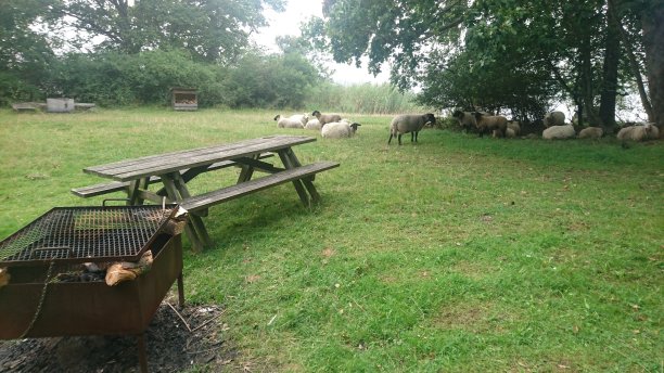 烧烤桌和羊图片下载