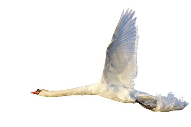 天鹅飞着飞溅的水花在白色的孤立图片下载