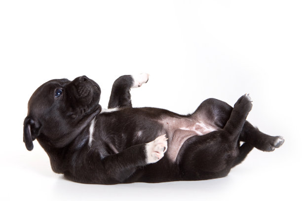 一只黑色的斯塔福德郡小狗躺在他的背上(孤立的白色)图片下载