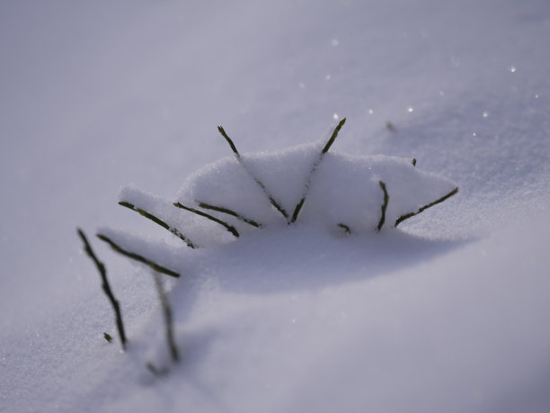 冬季冷杉枝的特写图片下载