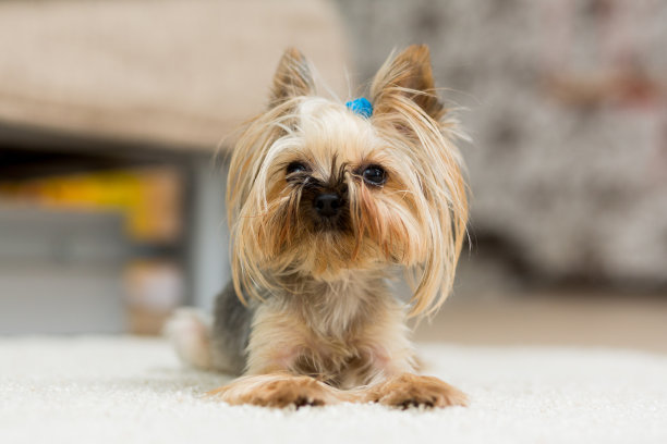 一只短发的约克郡犬躺在地毯上图片下载