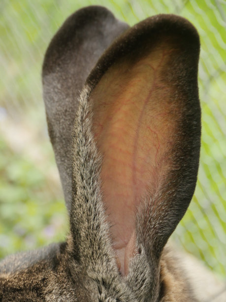 兔子的耳朵听图片下载