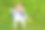 狗嘴里叼着皮带等待散步图片下载