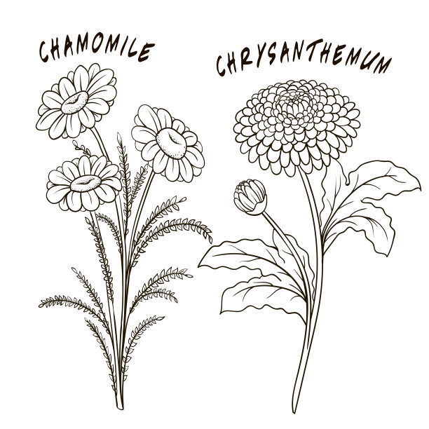布景花素描图片下载
