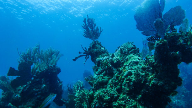 巴哈马群岛的水下珊瑚礁素材图片