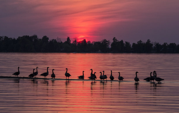 底特律角鹅日落图片下载