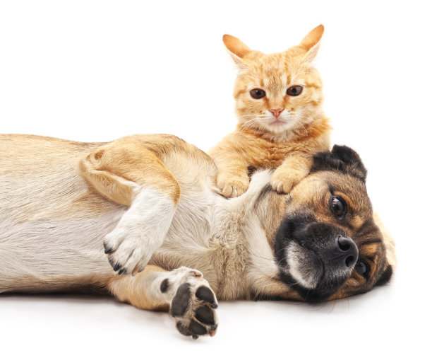 小狗和小猫。图片下载