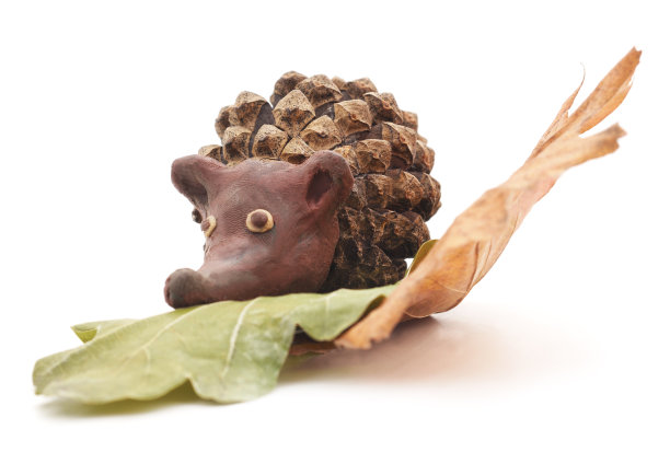 刺猬锥。图片下载