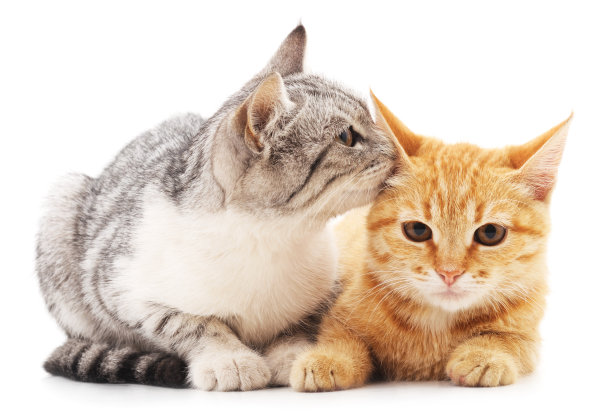 两只小猫。图片下载