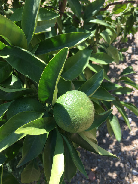 橘子隔离图片下载