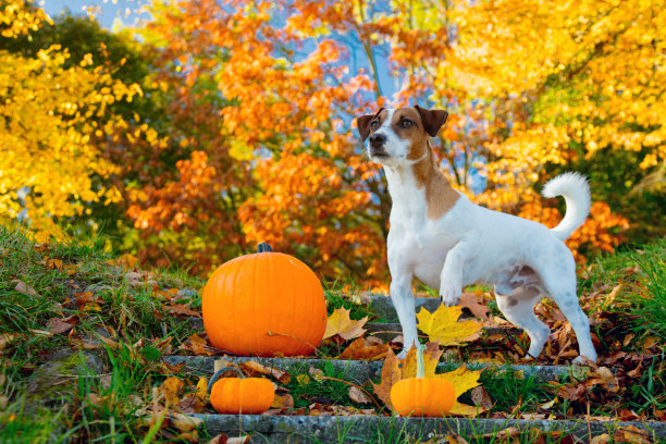 小杰克罗素梗狗靠近南瓜呆在楼梯上图片下载