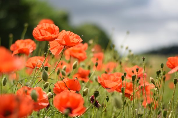 罂粟田图片下载