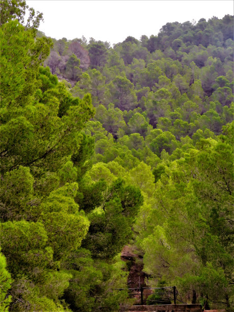 皮纳达图片下载