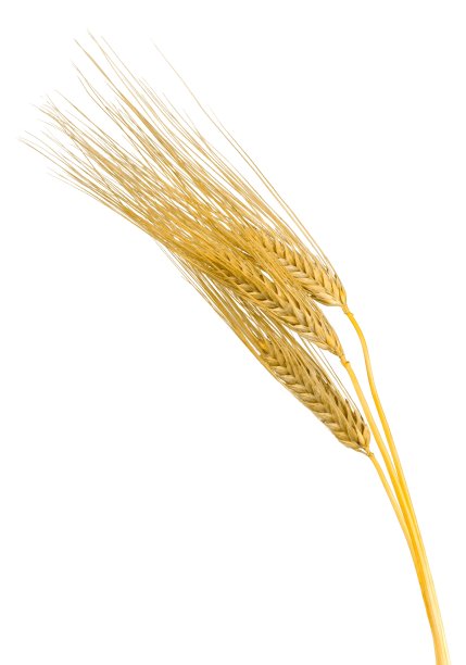 谷类植物。图片下载