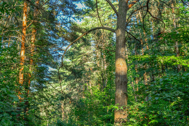 茂密的森林。一个令人费解的灌木丛。的背景图片。俄罗斯。夏天的一天图片下载