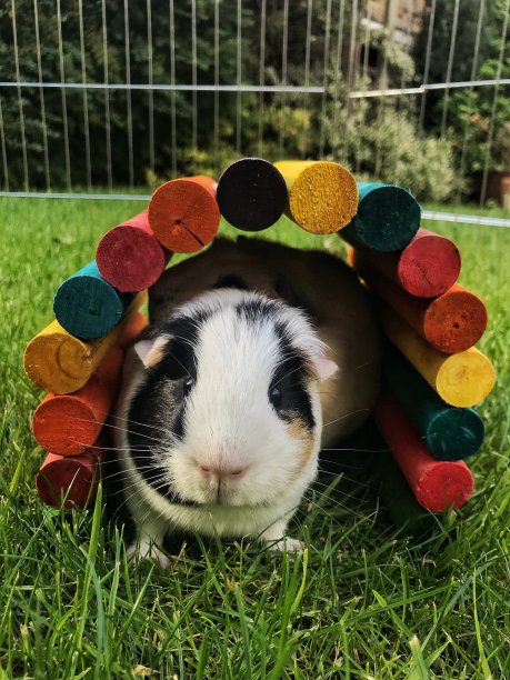 豚鼠在花园里的小屋里休息图片下载