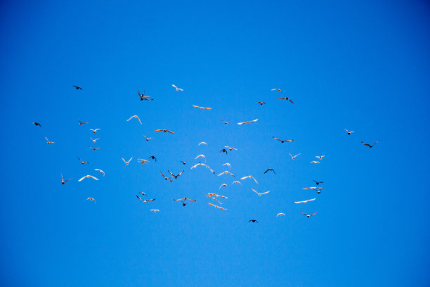蓝天里的一群鸟图片下载