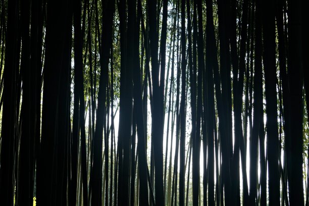 竹林的背景。图片下载