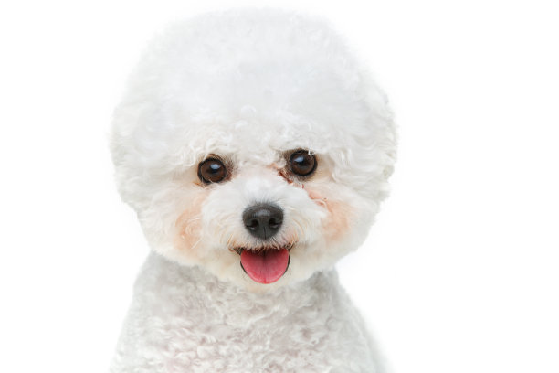 比熊犬素材图片