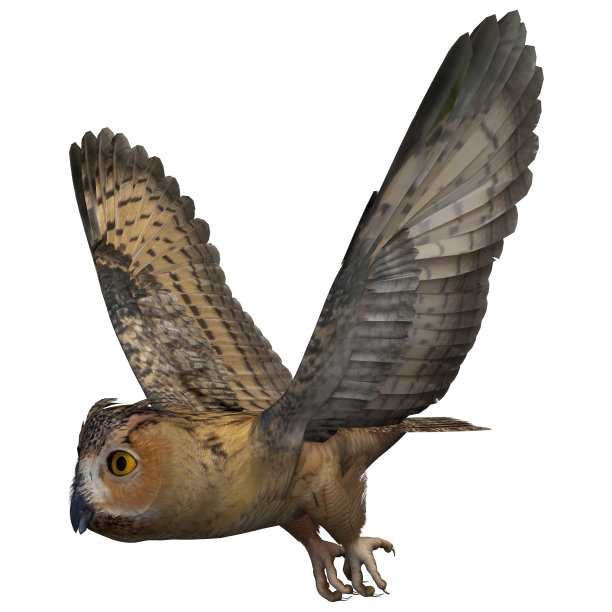 3D渲染夜猫子在白色图片下载