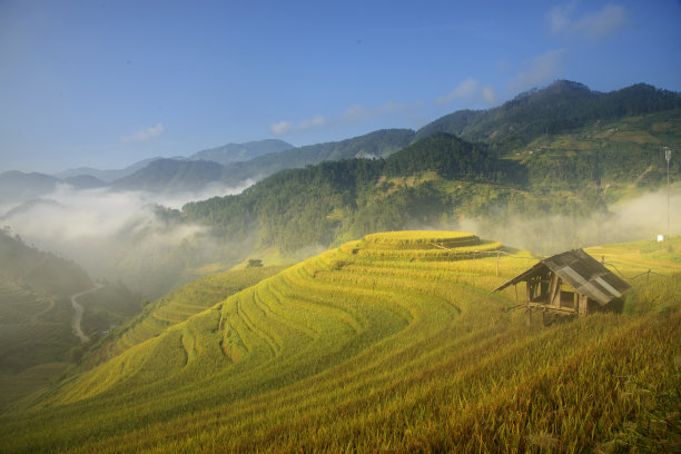 木仓寨的金色梯田图片下载