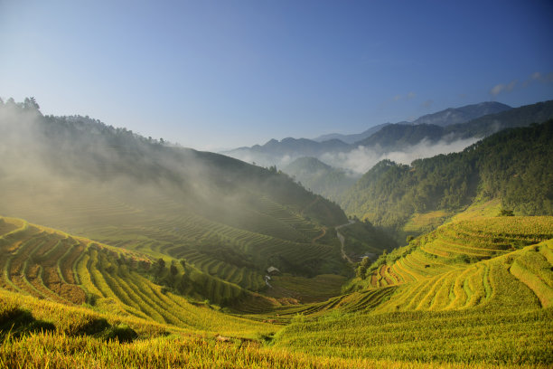 木仓寨的金色梯田图片下载