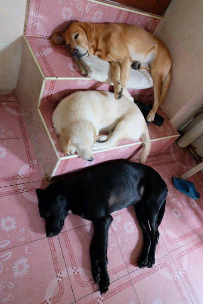 三只睡觉的狗在楼梯上图片下载