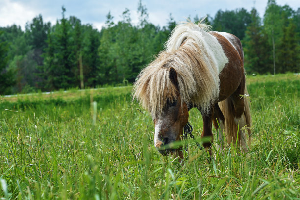 在野外吃草的小马图片下载