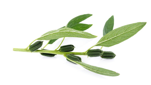 白色背景上分离的新鲜芝麻荚图片下载