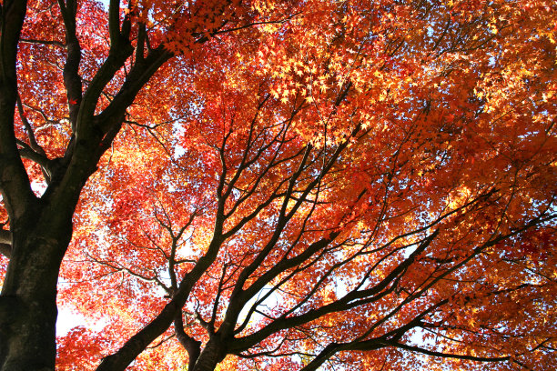 秋天在日本图片下载