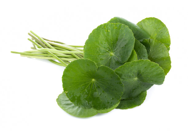 在白色的背景上孤立的亚洲的叶子葛图科拉的特写，一种亚洲的一种叶素材图片