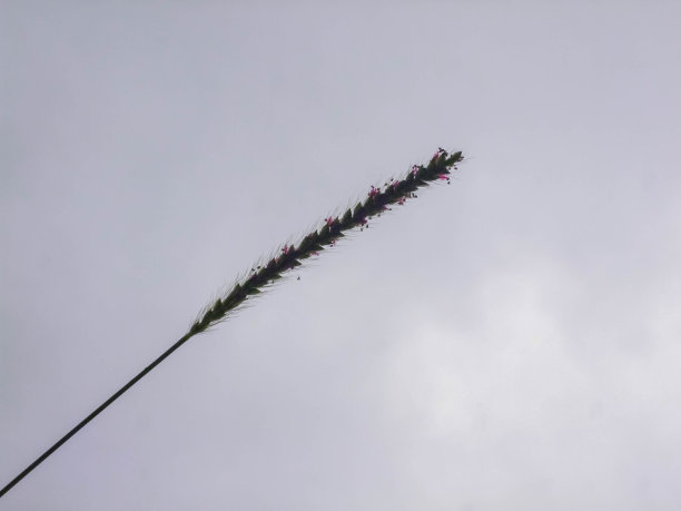 天空的云图片下载